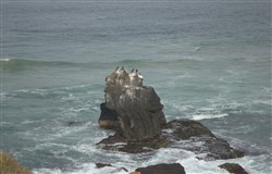 Shag Rock